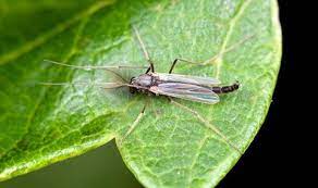 Midge is the common name for a small, fragile, flying insects belonging to the order diptera (true flies). Biology And Control Of Non Biting Aquatic Midges Nc State Extension Publications
