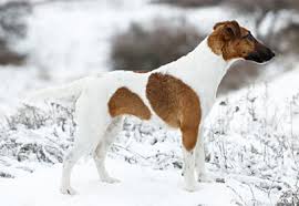 Find fox terriers for sale on oodle classifieds. á… Foxterrier Glatthaar Smooth Verhalten Charakter Haltung