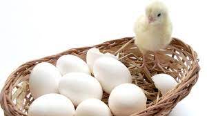 Check spelling or type a new query. Tips Mudah Bedakan Telur Ayam Kampung Yang Asli Dan Palsu Tribunnews Com Mobile