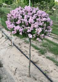 It can be kept to a more manageable height of 3 feet if pruned heavily . Tree Detail Dwarf Korean Lilac Dogwood Hills Tree Farm Middlebury In
