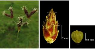 Image result for Ascolepis densa