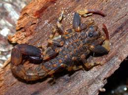 10 Hideous Looking Scorpion Species In The World Arthropods Scorpion Venomous Animals