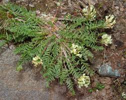 Image result for Argyrolobium fischeri