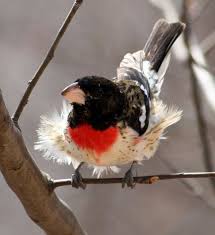 Birds Of Northern Michigan Northern Michigan Bird Images Google Search Rose Breasted Grosbeak Backyard Birds Pet Birds Pretty Birds