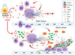 6 to 30 characters long; Cells Free Full Text Role Of Hmgb1 In The Interplay Between Netosis And Thrombosis In Ischemic Stroke A Review Html