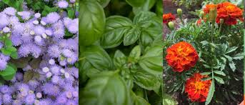 When you put a plant in your yard that mosquitoes don't like, you are going to need to rub that plant to release the oils from its leaves. These Plants Will Keep Mosquitoes Away Garden Weasel