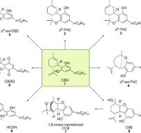 Easy and Accessible Synthesis of Cannabinoids from CBD ...