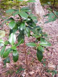 Image result for Peddiea fischeri