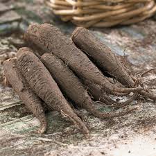 Image result for Mirabilis jalapa