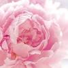 Adorable, soft, and romantic are three perfect words to describe this peony bud. 1
