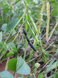 Image result for Vigna luteola