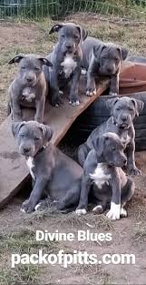 Mail Barbara B Wirta Outlook Pitbull Terrier Cat Kennel American Pitbull Terrier