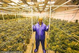 I Spend 40 000 On Weed Every Month Mike Tyson Reveals Golden Nation Blog