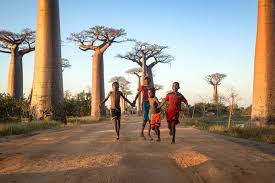 Baobab bij binnenkomst waan je je in een oase. Baobab Trees With Big Trees Comes Great Responsibility Bio Economy Research Chair