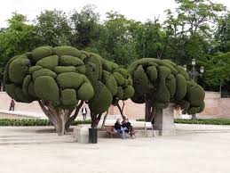 Image result for Cupressus sempervirens