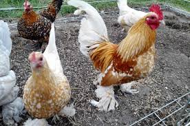 Are there more toy options for pet chickens? Bantam Chickens The Ultimate Guide On Breeds Eggs Size And Care Guide