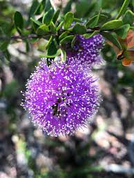 Home & garden online trade show. Dr Dale Dixon On Twitter Melaleuca Nesophila Myrtaceae Showy Honey Myrtle Medium To Large Shrub Or Small Tree The Purple Pompom Like Flowers Fade To White Native To The Southwest Coast Of Western