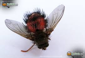 Black And Red Spiky Caterpillar California Bee Like Tachinid Fly