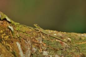 Image result for Limnophyton angolense