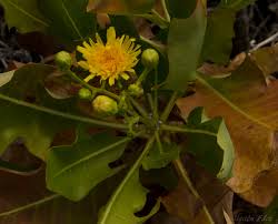 Image result for Sonchus integrifolius