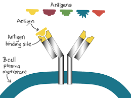 Adaptive Immunity Immune Response Article Khan Academy