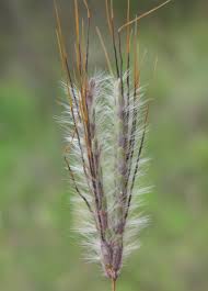 Image result for Dichanthium