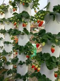 These tower garden ideas will give your vertical spaces some beautifying revamp. China Factory Supplying Vegetable Strawberry Tower Hydroponics Vertical Tower China Hydroponic Tower Garden Nft Vertical Tower Strawberries