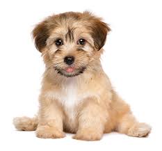 Lustige schlafende tiere auf den bildern. Junge Hunde Bilder Und Stockfotos Istock