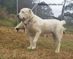 At ironsmith alabai, we are devoted to preserving the historically accurate, traditional central asian shepherd dog. Alabai Australia Central Asian Shepherd Dog Alabai Photos