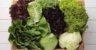 In this video, i show you some of the different types of lettuce and how to harvest them. 29 Of The Best Lettuce Varieties For Your Garden Gardener S Path