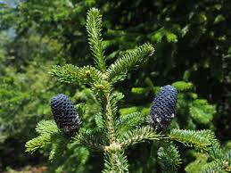 Image result for Polysphaeria harrisii