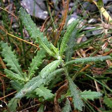 Image result for Senecio sp.no.4