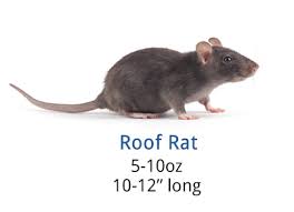 Maybe you would like to learn more about one of these? How To Get Rid Of Roof Rats Diy Roof Rat Control Guide