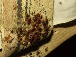 Check out our vacuums and the immediate cartridge filters for a safe & clean atrix has your solution for pest control vacuums. Bed Bug Treatment How To Kill Bed Bugs For Good