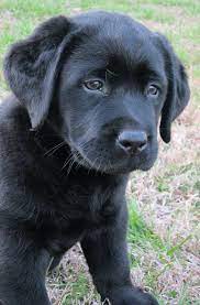 Lab puppies photos & prices here. Hank The Tank English Lab Puppies Are The Cutest English Lab Puppies Black Lab Puppies Lab Puppies
