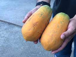 When is a papaya ripe. How To Tell When Papaya Is Ripe Garden Eco