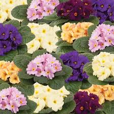 Image result for Primula