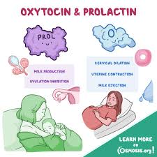 Image result for Prolactin