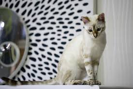 Downloade dieses freie bild zum thema bengal katze baby katzen weiße aus pixabays umfangreicher sammlung an public domain bildern und videos. Bengal Katze Baby Katzen Weisse Kostenloses Foto Auf Pixabay