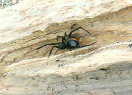 Black widow spiders usually construct messy and irregular webs located near ground level. Spiders Of New Zealand Wikipedia