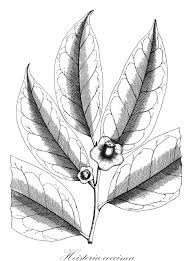 Image result for Olacaceae