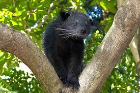 Mama binturong pretends to be an animal in need and enters the tree of life to gather information for the villains. Binturong San Diego Zoo Animals Plants