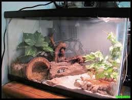 Leopard Gecko Terrarium By Sizzybubbles D3a44t7 Jpg 738 558 Gecko Terrarium Leopard Gecko Terrarium Leopard Gecko
