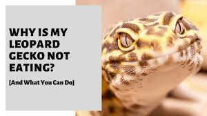 Maybe you would like to learn more about one of these? Why Is My Leopard Gecko Not Eating And What You Can Do