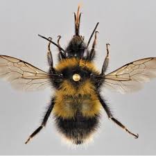 Image result for Bombus balteatus