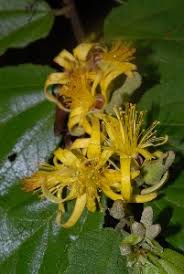 Image result for Grewia forbesii