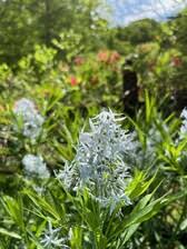 Image result for Cyanotis namuliensis