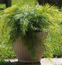 The botanical version of 'itt,' it turns out, also consists of nothing but hair. Cousin Itt Acacia From Garden Debut