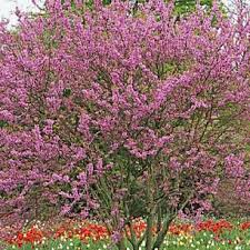 Schnell Wachsende Baume Und Straucher Die Besten Arten Garten Bepflanzen Haus Baume Kreative Garten Ideen