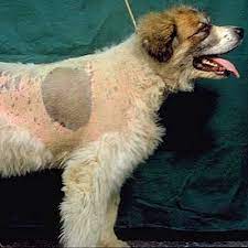 Cushing S Disease Hyperadrenocorticism Bishops Stortford Vets